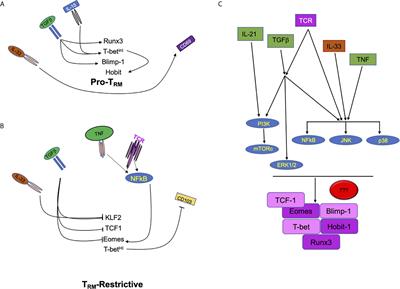 Interplay of Inflammatory, Antigen and Tissue-Derived Signals in the Development of Resident CD8 Memory T Cells